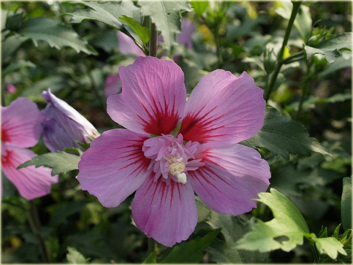 Ketmia syryjska Maike Hibiskus, Ketmia syryjska Maike