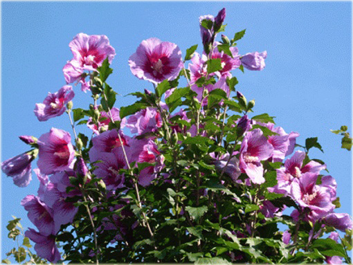 Ketmia syryjska Maike Hibiskus, Ketmia syryjska Maike