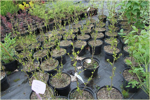 Ketmia syryjska Maike Hibiskus, Ketmia syryjska Maike