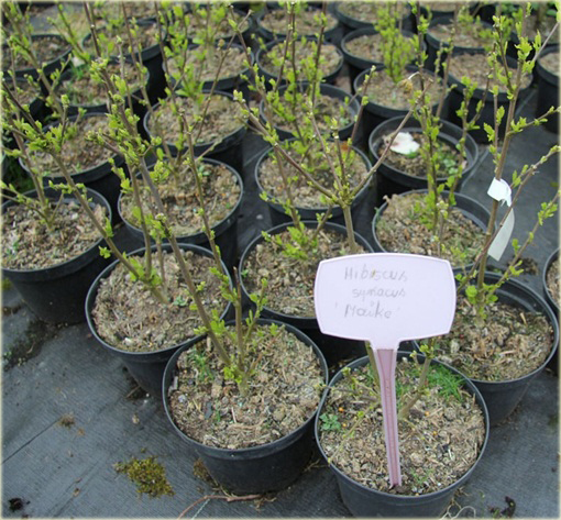 Ketmia syryjska Maike Hibiskus, Ketmia syryjska Maike