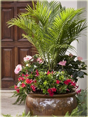 Ketmia syryjska Maike Hibiskus, Ketmia syryjska Maike