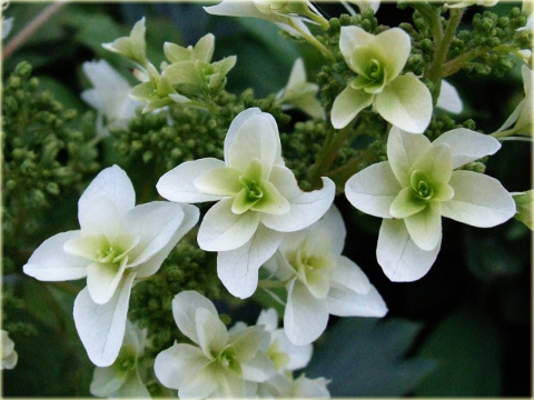 Hortensja dębolistna Hydrangea quercifolia