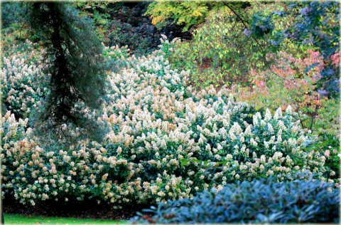 Hortensja bukietowa Grandiflora Hydrangea paniculata Grandiflora