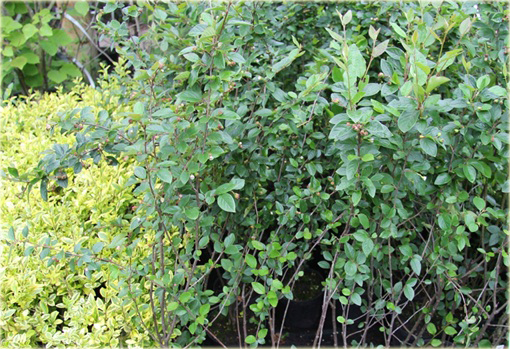 Irga błyszcząca Cotoneaster lucidus