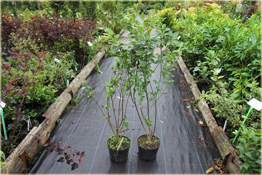 Irga błyszcząca Cotoneaster lucidus