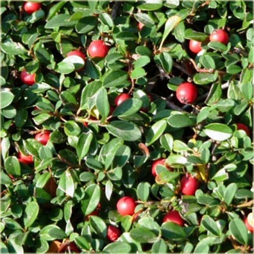 Irga dammera Eichholz Cotoneaster radicans Eichholz