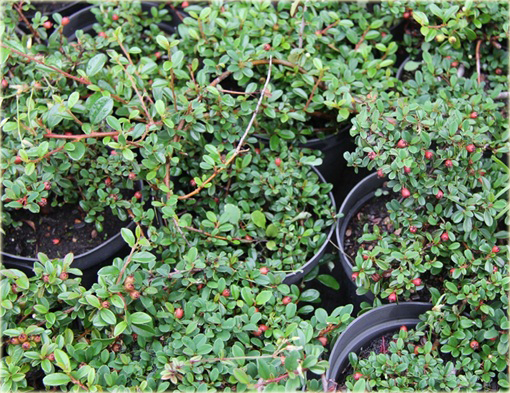 Irga dammera Eichholz Cotoneaster radicans Eichholz