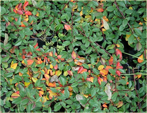 Irga dammera Eichholz Cotoneaster radicans Eichholz