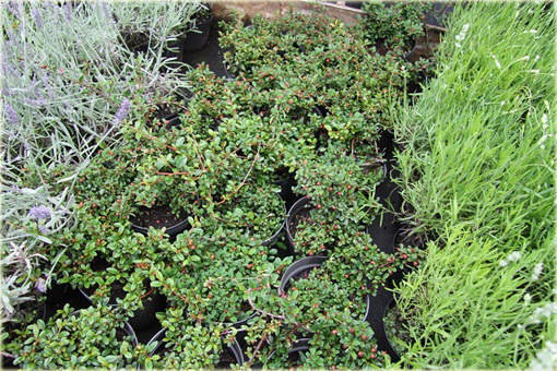 Irga dammera Eichholz Cotoneaster radicans Eichholz