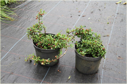 Irga dammera Eichholz Cotoneaster radicans Eichholz