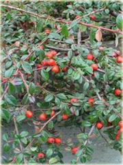 Irga dammera Eichholz Cotoneaster radicans Eichholz