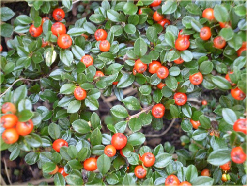 Irga Dammera Major Cotoneaster dammeri major