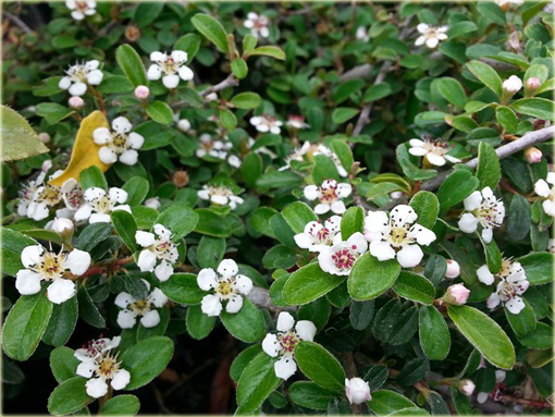 Irga Dammera Major Cotoneaster dammeri major