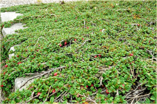 Irga Dammera Major Cotoneaster dammeri major