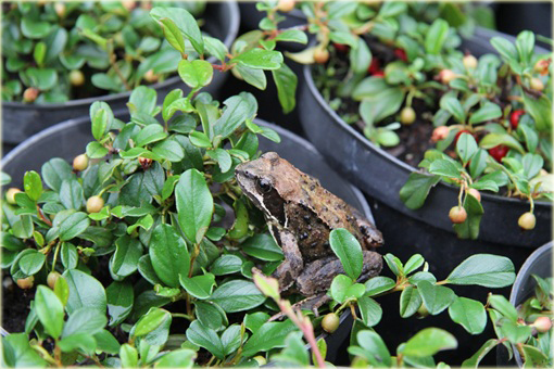 Irga Dammera Major Cotoneaster dammeri major