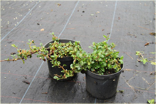 Irga Dammera Major Cotoneaster dammeri major