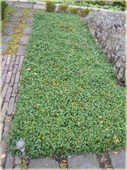 Irga Dammera Major Cotoneaster dammeri major