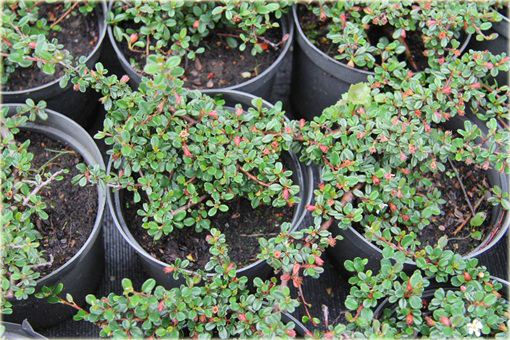 Irga łyżeczkowata Schneider Cotoneaster cochleatus Schneider