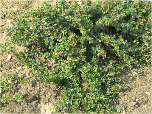 Irga łyżeczkowata Schneider Cotoneaster cochleatus Schneider