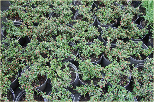 Irga łyżeczkowata Schneider Cotoneaster cochleatus Schneider