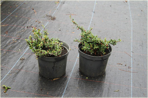 Irga łyżeczkowata Schneider Cotoneaster cochleatus Schneider