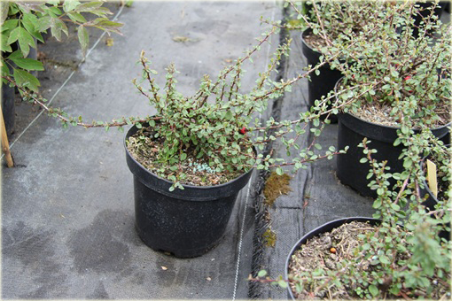 Irga łyżeczkowata Schneider Cotoneaster cochleatus Schneider