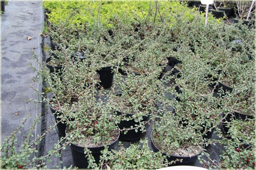 Irga łyżeczkowata Schneider Cotoneaster cochleatus Schneider