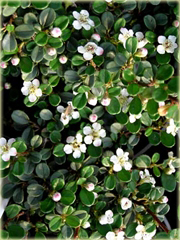 Irga łyżeczkowata Schneider Cotoneaster cochleatus Schneider