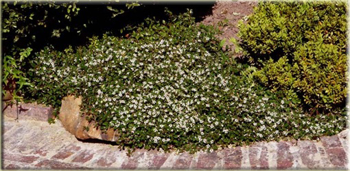 Irga płożąca Queen of Carpets Cotoneaster procumbens