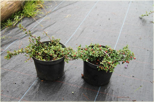 Irga płożąca Queen of Carpets Cotoneaster procumbens