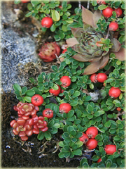 Irga płożąca Queen of Carpets Cotoneaster procumbens
