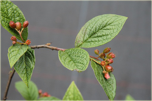 Irga pomarszczona Cotoneaster bullatus