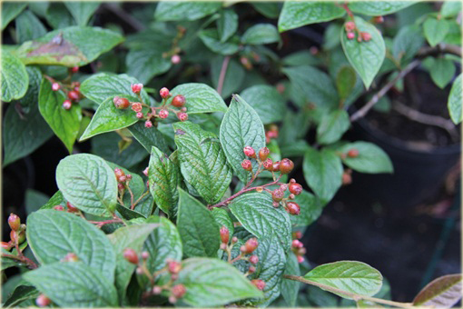 Irga pomarszczona Cotoneaster bullatus