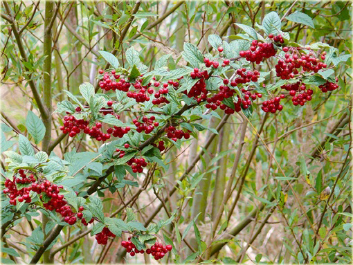 Irga pomarszczona Cotoneaster bullatus