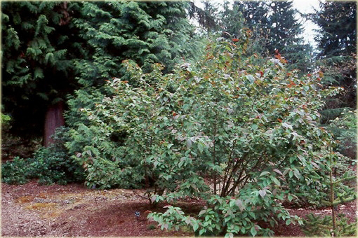 Irga pomarszczona Cotoneaster bullatus