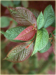 Irga pomarszczona Cotoneaster bullatus