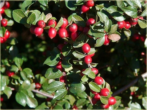 Irga rozkrzewiona Cotoneaster divaricatus