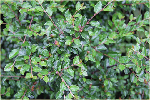 Irga rozkrzewiona Cotoneaster divaricatus