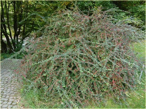 Irga rozkrzewiona Cotoneaster divaricatus