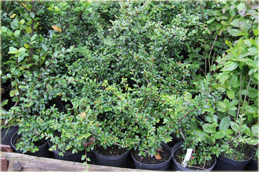 Irga rozkrzewiona Cotoneaster divaricatus