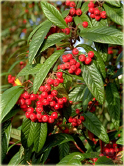 Irga wierzbolistna Cotoneaster salicifolius