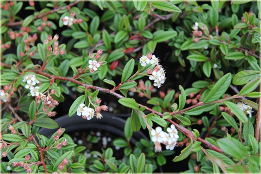 Irga wierzbolistna Parkteppich Cotoneaster salicifolius