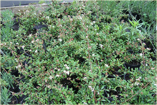 Irga wierzbolistna Parkteppich Cotoneaster salicifolius