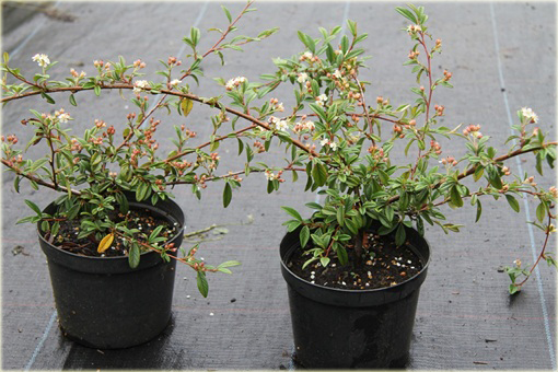 Irga wierzbolistna Parkteppich Cotoneaster salicifolius