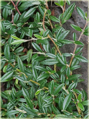 Irga wierzbolistna Parkteppich Cotoneaster salicifolius