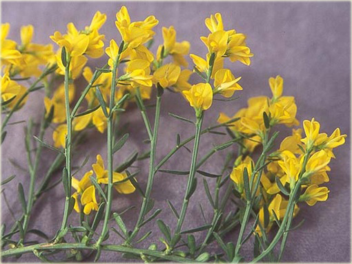 Janowiec bułgarski Janowiec lidyjski Genista lydia