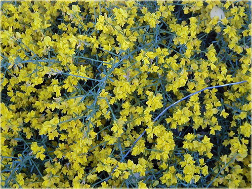 Janowiec bułgarski Janowiec lidyjski Genista lydia