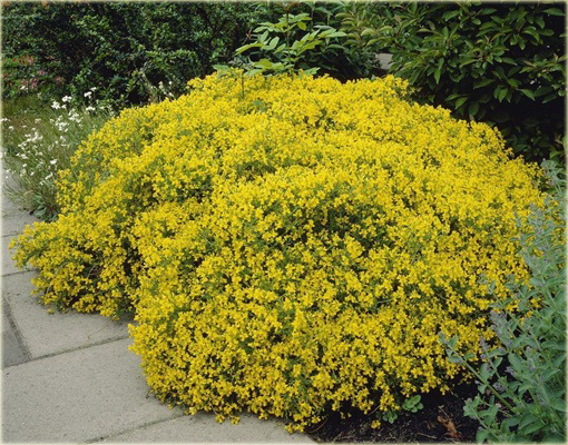 Janowiec bułgarski Janowiec lidyjski Genista lydia