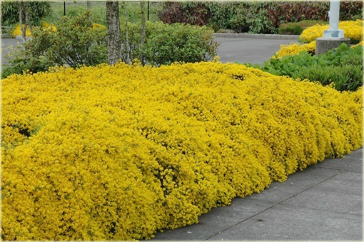 Janowiec bułgarski Janowiec lidyjski Genista lydia