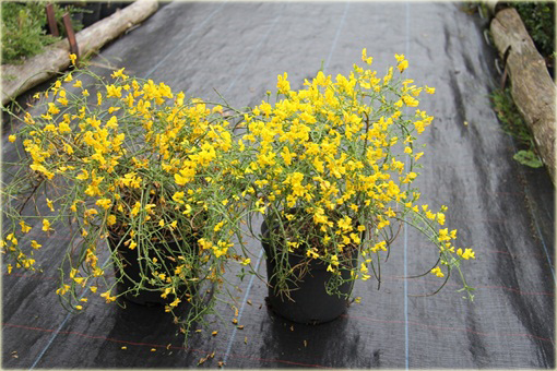 Janowiec bułgarski Janowiec lidyjski Genista lydia